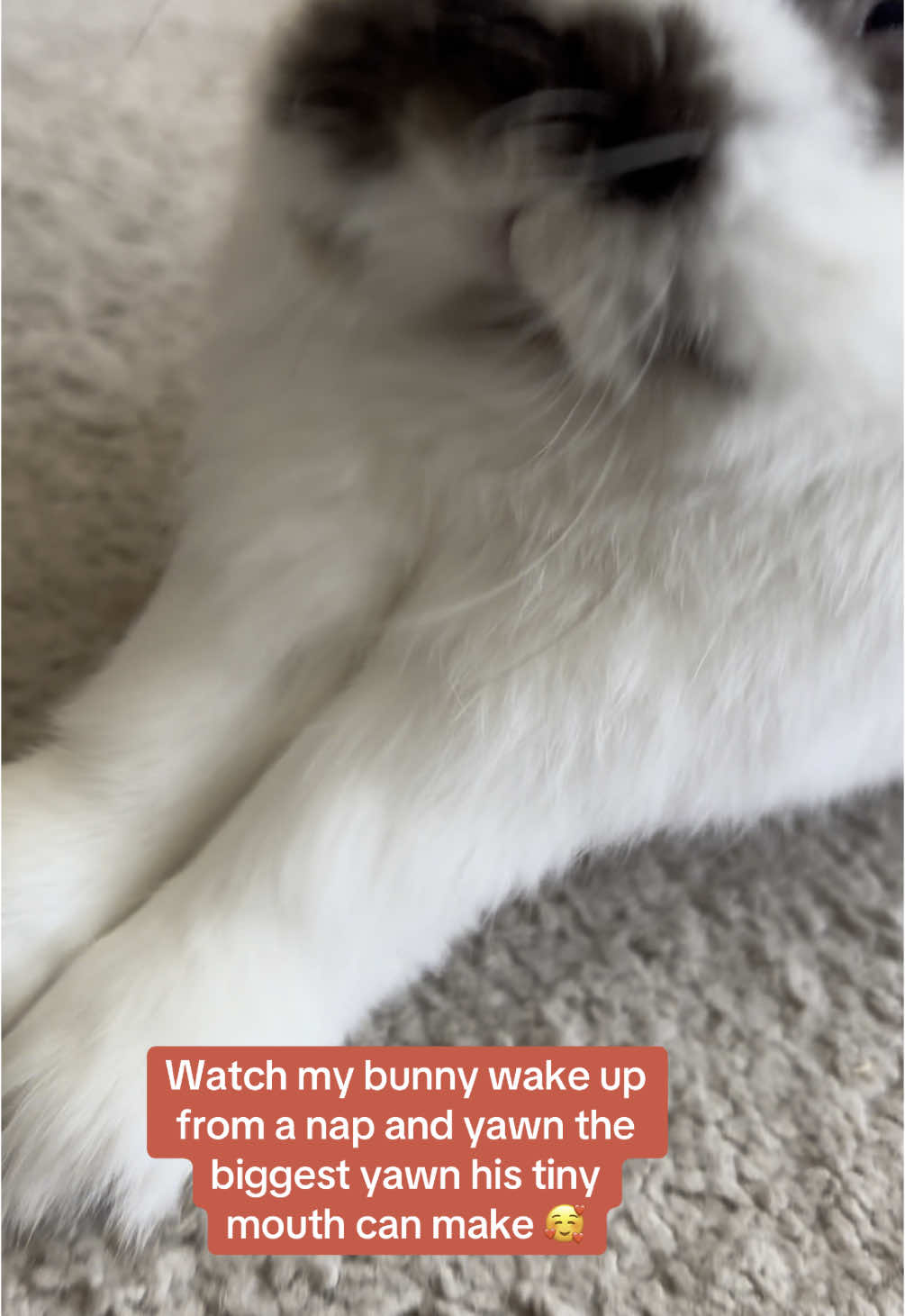 #sleepy boy #bunny #bunnies #rabbit #rabbits #rabbitsoftiktok #cute #yawn #tiny 