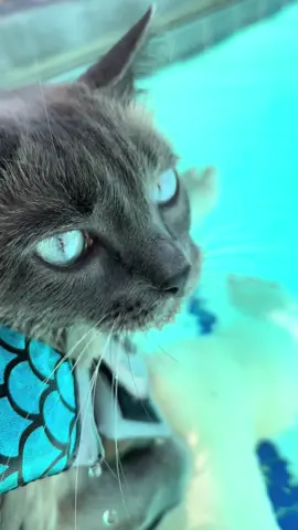 Her exit at the end 🩵 it’s how we do it  #cat #funnycat #catsoftiktok #fypシ #sharkitty #adventurecat #fyp #cats 