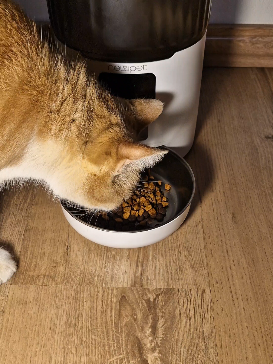 Vai viajar? Trabalha o dia todo? Olha isso aqui! Um alimentador automático que cuida do seu pet por você! Alimentador Wi-Fi automático  para Cães e Gatos, 4Ltrs- Bivolt. Link do produto, no carrinho laranja 🛒🟠 🐾 Garanta a alimentação do seu pet mesmo fora de casa! #alimentadorautomatico  #caes #gatos #dispensador 