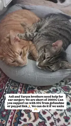 Hello, I'm Neslihan, a private street volunteer. I treat street cats with aid. I have 30 sick cats under my care, each suffering from various illnesses. Would you like to support us?3-month-old stray cat Tarçın has a broken hip and waist. We are waiting for support for urgent surgery. His condition is very serious and we do not have time to wait for surgery. If we lose time, he may become disabled. His recovery depends on your support. Can you support 5-10€ from the gofundme link in my bio? #fippppppppppppppppp #fippppppppppppppppppppppppppppppppシ #keşfet #keşfetteyizzz 