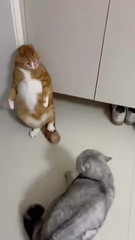 #cat #funny #cute #kucinglucu 