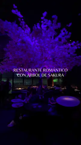 Este restaurante es uno de los más románticos de Lima. Con un árbol de Sakura gigante y un ambiente placentero🥢🥠. Recomiendo ir de noche. La sazón estuvo bien pero no es wow. Por la atmósfera es ideal para una ocasión especial. Te dejo los precios al final del video. ✨ #restaurante  #shinua #foodielima #Foodie #fyp #postres #chifa #comidachina #lugaresbonitos #restaurantesbonitos  