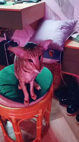 Motya is so cute #cat #cats #catsoftiktok #catlover #meow #foryoupage #foryou #explore #fyp #viral #motyakaramelkamusik #pets #orientalshorthair #motya 