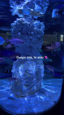 #contenido #paratii #novio #teamo #guapo @Angel sg 