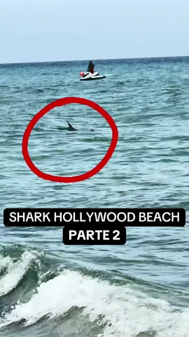 #shark #hollywoodbeach #florida #parte2  #parte1   @Jesús Padrón 