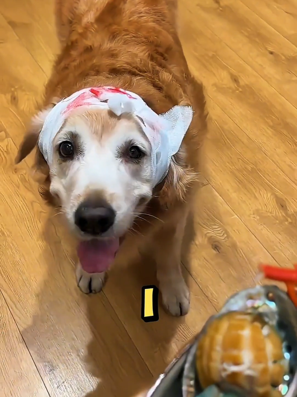 Benji knows how to give first aid. #dog #funnydog #funnyvideos #grow #fyp 