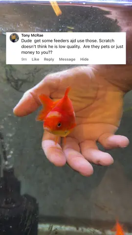 Believe me I get it, I really don’t want to see Scrat die either, but using a pet store goldfish as a tester could put everyone else in danger and make things worse. I do not want any foreign Goldfish anywhere near my system. #fish #goldfish #aquarium 