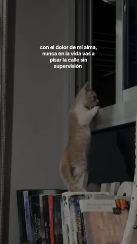 te amo chiquitico consentido #fyp #foryoupage #zbcxya #trend #gato #cat #cattok #maracuya #lentejas 