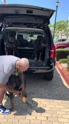 VaCay The Conclusion! We finally made it home from visiting San Diego California on the Navy Base!🙏🏾🐶🐶🐶🐶🐶❤️💯#fyp #influencer #dc #rottweilerlovers #rottweilerontiktok #dog #rottweilerpuppy #california #dogs #dogsoftiktok #foryourpage #georgia #sandiego 