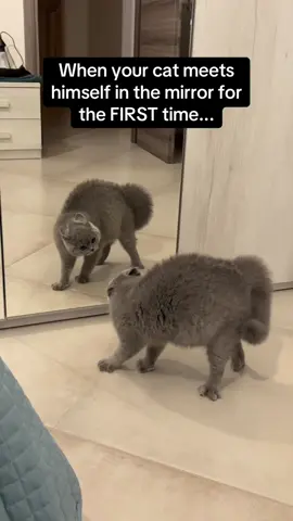 Cat vs mirror #cat #catsoftiktok #catlover #usa🇺🇸 #cats 
