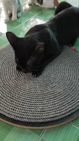 Ngày lại làm cả chục lần dị đó 🤣 #catca #catoftiktok #foryoupage #foryou #xh #pet #meo #cats #cat #xuhuong #xuhuongtiktok #meoyangho #xuhuong #viral  #meconnhameo #meocute #bancaomong #bancaomongtronchomeo 