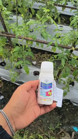 daun Keriting 🌶 atasi dengan OBERON (spiromesifen + Abamectin)