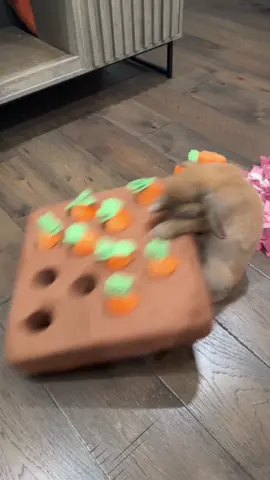 If you can’t tell, she will do anything for food 😝🥕 ##pennythebunny##Foodie##bunnyenrichment##rabbitsoftiktok##bunnytok##funnybunny##bunnylove##bunnylife##funny##cutebunny