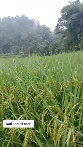 bukan sawah Abi cuman tinggalna we dipesawahan.  #reels #fyp #soundfyp #videofyp #videoreels #reelsfyp #jangkauanfyp #jangkauanluas #kreatorfb #kreatorpemula #salingsuport #interaksi #konsisten #artis #virall #seputarselebritis #gosip #keluarga #ipar #mertua #pernikahan 