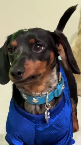 I can’t stop laughing at his face🤣 #fyp #dachshund #foryou #parati 