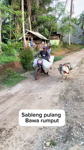 Sableng pulang bawa hasil🤣🤣 #dombagarut  #fyp 
