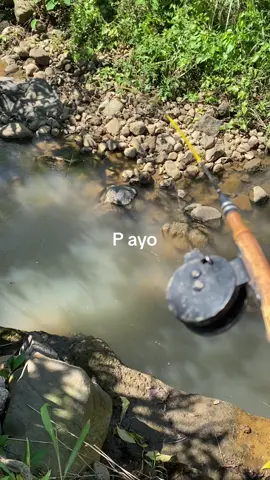 Ikan kecil#microfising #wader#ikankecil #fyp 