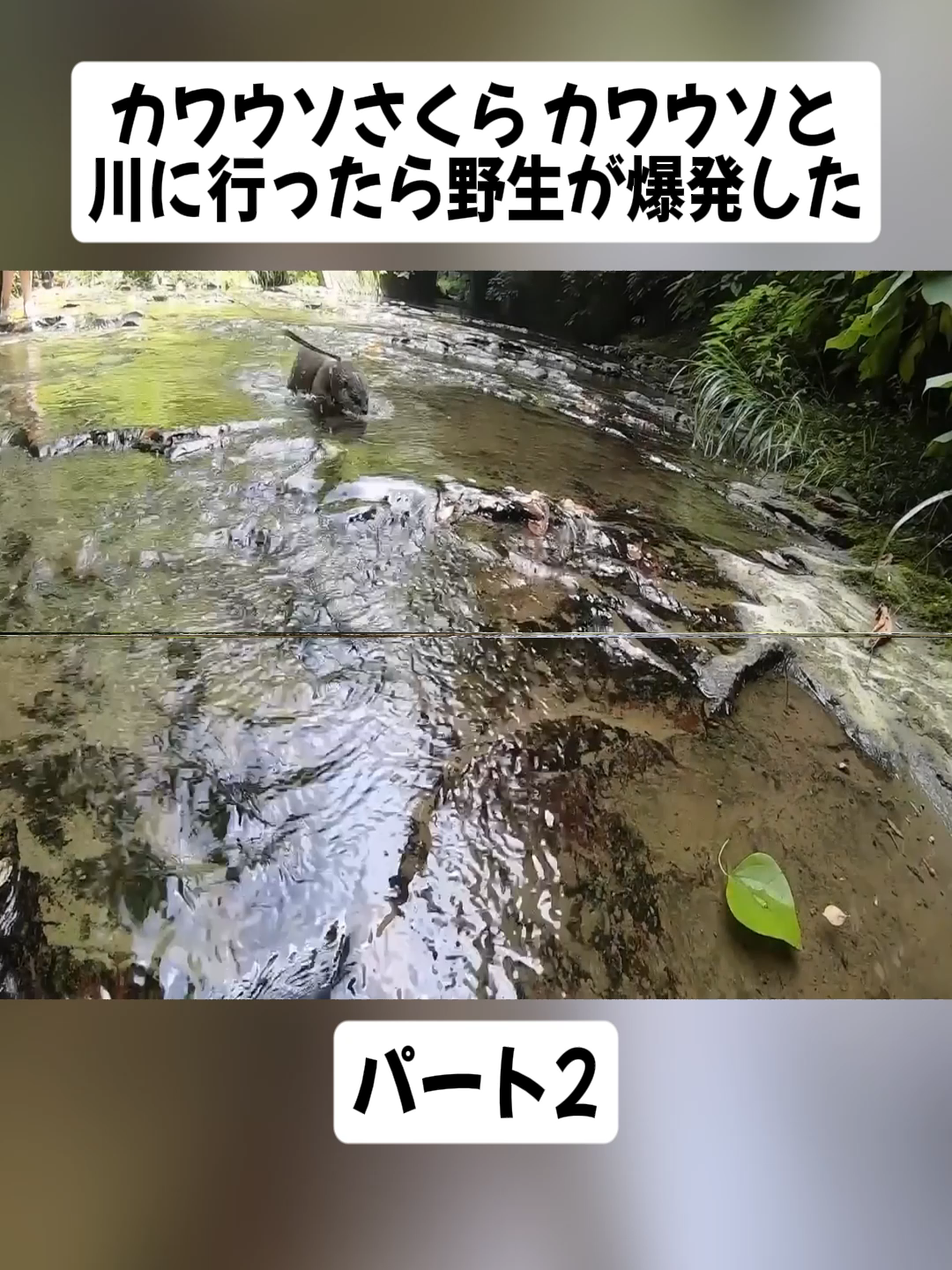 カワウソさくら カワウソと川に行ったら野生が爆発した When the otter went to the river, it became wild パート2 #LOUTRE #mako6606 #viral_video #foryoupage❤️❤️ #fyp #japan #カワウソ #ペット #animal #otter