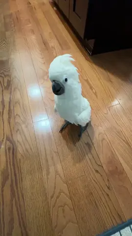 Angry Daisy! She doesn’t want to go in the cage