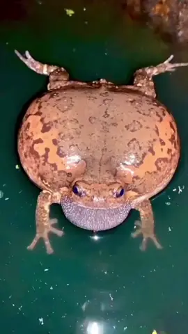 So it’s you who’s yelling in the middle of the night,huh?🫤#cute #animals #bandedbullfrog #frog 