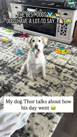 📢🐶Talkative dog💋#dog #funnyvideos #foryoupage #Tatcha 