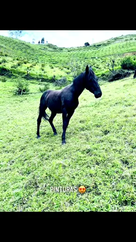 Caballos para el alma #caballos #potros #spirit #horse 