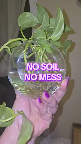#WallPlanter #GlassVaseDecor #HomeOfficeVibes #PlantTok #WallPropagation #EasyHomeDecor #PlantAesthetic #SmallSpaceDecor #HydroponicPlanter #MinimalistStyle #TikTokFinds #PlantLoversUnite #RoomGlowUp #CuteApartmentStuff #FloatingPlants #TikTokDecorIdeas #FairyCoreDecor #CozyCornerInspo #PlantPropagationStation #ApartmentVibes #dealsforyoudays #tiktokshoptopbrands #fyp 