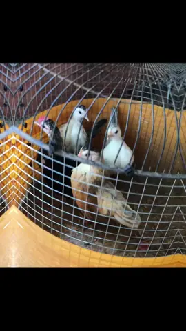 For sale ilocos sur loc 😁 #serama #fyp #trending #chicken #foryoupage #smallestchickenintheworld 