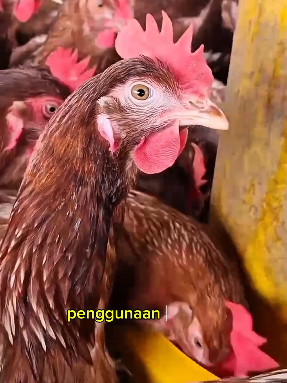 sudah saatnya beralih ke suplemen yang praktis dan efesien #ayam #ayamhorn #ayampetelur #telur #telurayam #ayampedaging #peternak #peternakayam #peternakmuda #peternakmudaindonesia 