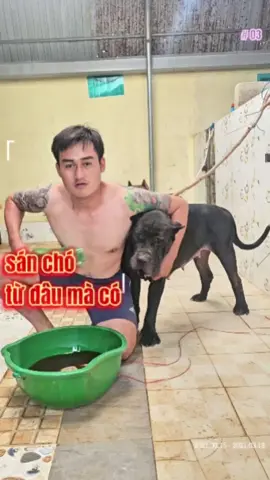 Chơi với chó liệu có bị sán chó ko #ThuCung #PetTok #PetCute #BossĐángYêu #SenVàBoss #PetHàiHước #PetDaily #CườiXỉu #XemCáiNghiệnLuôn #ĐángYêuQuáĐi #TrendTikTok #FYP (For You Page – dễ vào trang đề xuất) #XuhuongTikTok #TikTokVietNam