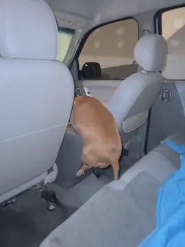 RELAX, SHES JUST FINE !!!!! / NO SE CAYÓ DE UN 5to PISO RAZA. Antes de todo: Nala es una salchicha esterilizada ( que tiene procesos HORMONALES) , tiene 7  años( YA NO ES ACTIVA COMO UN CACHORRO)  (sumándole que vivimos en Mexicali donde todos los días llegamos a 45C, imposible sacarla a caminar en cualquier hora del día), ademas tiene muchísimos problemas de piel (alergias) y no puede estar entre la tierra, zacate , etc etc. Recientemente le hicimos estudios de sangre completos para ver por qué está tan gorda (pensando que tuviera tiroides u algun otro problema) y resultó que solo es huevona porque come y duerme, y solo cuando hace del baño camina jajajaj. Actualmente se encuentra en dieta nueva para ver si logramos bajarla de peso. Respecto al video, se subió al carro sola, y cuando fui por ella, estaba así, atorada. #parati #foryoupage #fyp #paratiiiiiiiiiiiiiiiiiiiiiiiiiiiiiii #paratii #daschund #perritosalchicha #fypツ #fyppppppppppppppppppppppp #perritostiktokers #daschundsoftiktok #mascotas #fypシ゚ #perritostiktokers #daschundsoftiktok #perritos 