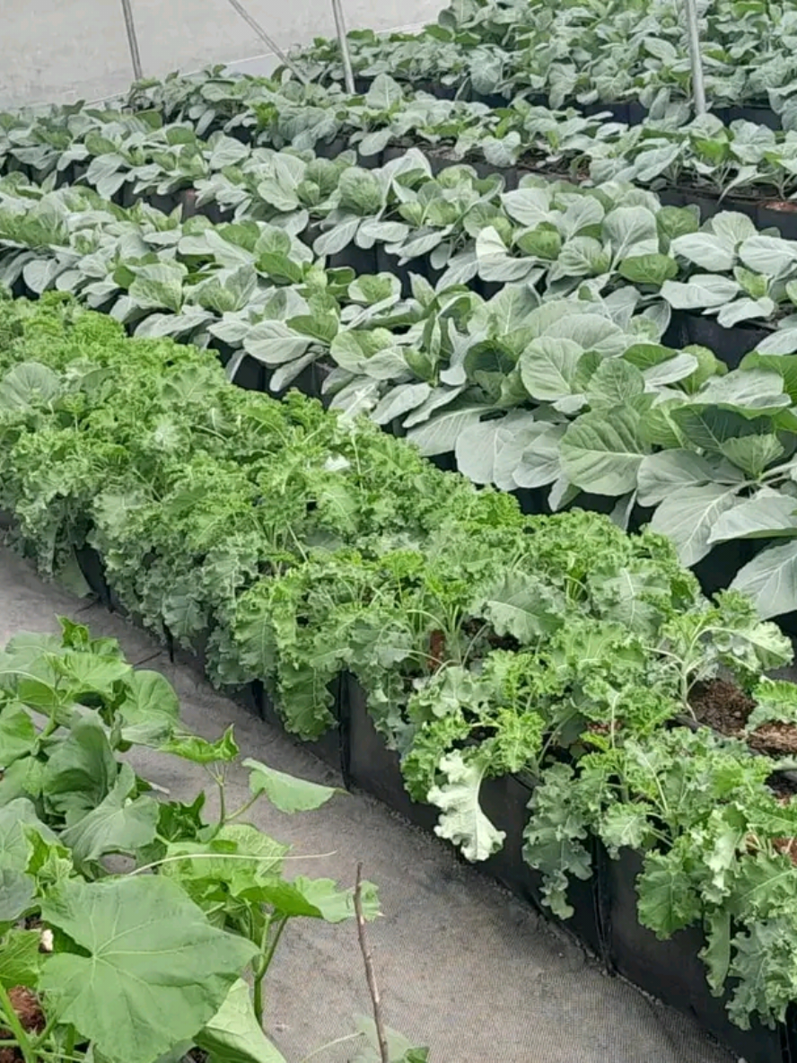 farming is a Godly exercise #wastemanagement #greenhouse #YouthInAgribusiness #growgreeneatgreenlivehealthy #GreenponicsSolution #ClimateSmartAgriculture 