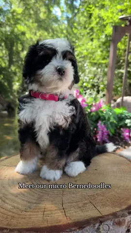 Our smallest Bernedoodles. Same Bernese personality with the non shedding hair genes just in a smaller, still adorable package.  😍 #minibernedoodle #bernedoodlesoftiktok #bernedoodlepuppy 