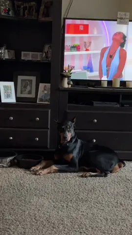 A manace to society, if you will 😟 #dog #evil #doberman 