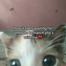 sigh #bmf #viral #onlinefriends #friends #matchingpfps #meow #cat #fyp 