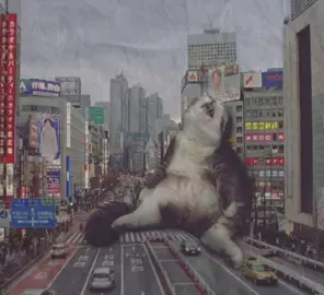 giant cats will always have my heart!!  #creatorsearchinsights #myedit #giantcats #kittyzilla #kitty #kittycat #meow #cats #sillycat #evilkitty #viral #xyzabc #fyp #fouryoupage #galaxycat #moodboard #staywhimsical #pinterest 