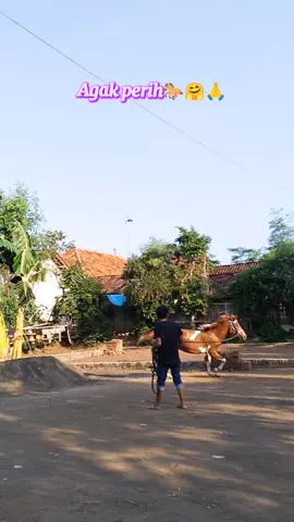 Istimewa🥰#sandel #jualkuda #phollajualbelikuda #jualbelikuda_dan_kretohias #probolinggo_jawatimur 