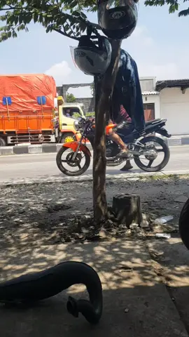 Sehat² Mbah.e Arek Arek,,Yo Pakdeku Dewe🤣💥💥💥💥 #kawasakininja #jatimpride #gresik24jam #gartspeedgresik #gartspeed #specialist2takgresik #gresik 
