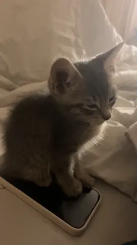she’s eepy 🐾 #fyp#viral#cattok#cat#tabby#catsoftiktok#kitty#xyzbca#cute#sleepycat 