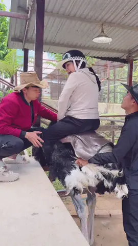Biết trước kết quả nhưng vẫn quyết tâm. Kk #cuoidadieu #vuonthubaton #ostrichriding #dalatwonderland #dalatwonderesort 