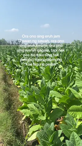 hehe wong liyo ngerti opo 🗿🙂 #bakaobakarpwd #temabkauindonesia #petaniindonesia🇮🇩🇮🇩🇮🇩🌿🌿 #petanitemankau#telawahgroboganpurwodadi #petanimudamilenial 