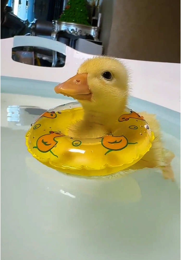 #drippy #duck #ducks #typ #drippy #dance #ducksoftiktok #littlebaby #baby-duck