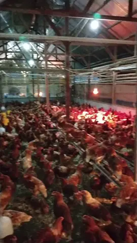 #ayamfarm#petelur@Ali nur # kalau mau telur dm yah😉🤝