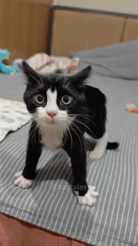 It reacted in a way I didn’t expect #cat #catsoftiktok #pets #funny #funnyvideo #funnycat #kitty #funnyanimals #foryou 