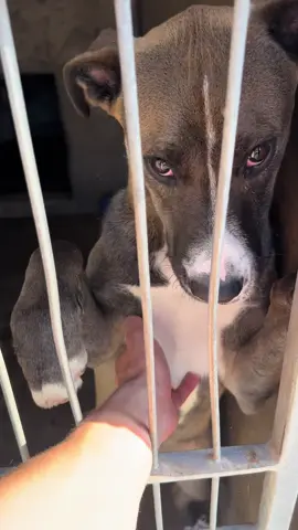 Hi, i’m Cricket & i've been in a shelter for a while now. I am a neutered male, Pitbull Mix. The shelter staff in Chula Vista think I am about 8 months old. I am scared & confused as to why I am here, not sure if I took the wrong turn, got lost & my owners did not bother looking for me. Or if i did something wrong that my owners did not want me anymore. All I did was give them love. I am an extremely sweet boy.  All I ask for is an opportunity to show you what I am capable of... Loving you. Maybe we could be friends for a very long time. Could you Adopt me or perhaps foster me? I will only take up some of your space and love you unconditionally. #animalrescue #rescuepartner #animalshelter#adoptme #adoptdontshop #adopt #adoptame #pitbull #pitbullsoftiktok #pitbulls #chulavista #sandiego #chulavistaanimalcarefacility #boost #boostofhope #baby #babygirl #sweet #loving #excited #humanity #humanrights #human #humanrescue #humanrescuedbydog 