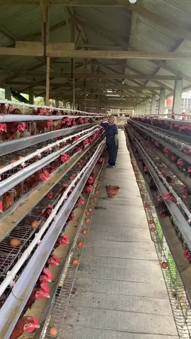 #ayam #ternak #peternakmuda #sazpoultry #pengusahamuda 
