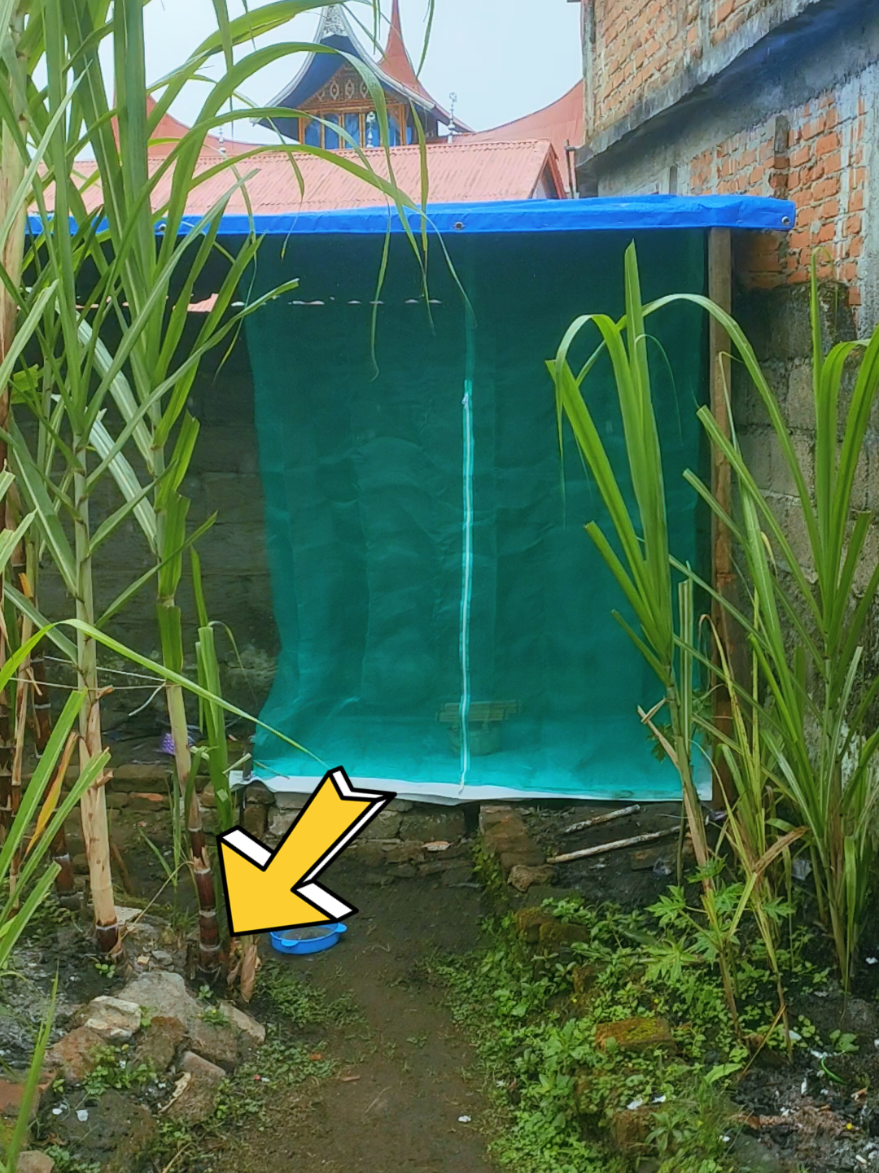Ready Jaring kandang lalat BSF, bahan kuat tahan lama #kandanglalatbsf #jaringlalatbsf #lalatbsf #kandangbsf 