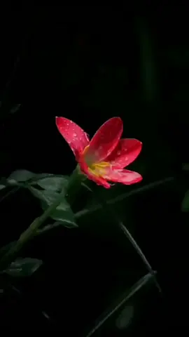 up🎶sn🎼j🎵al🎶ia🎼ph....❣️