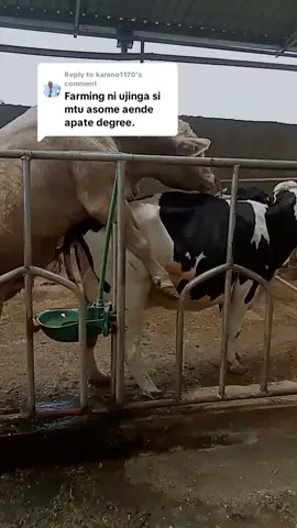 Replying to @karano1170 Life is in the farm😊 #farmlife #milk #ugandatiktok🇺🇬 #ugandafarming #ufugajitanzania #ufugaji #tanzaniatiktok🇹🇿 #kenyansinsaudia🇸🇦🇸🇦🇰🇪🇰🇪 #ethiopian_tik_tok🇪🇹🇪🇹🇪🇹🇪🇹 #rwandatiktok🇷🇼 #fyp 