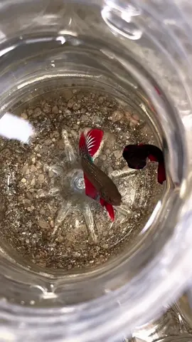 Splenden ready wholesale 💣 #wildbetta #wildbettaindonesia #fypシ 